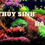 bể thủy sinh hà lan