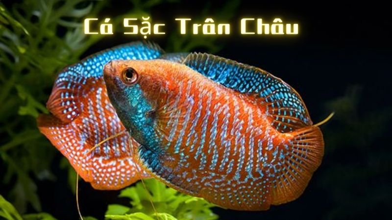 cá sặc trân châu