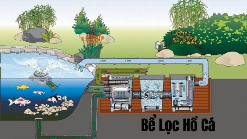 Bể Lọc Hồ Cá – Giải Pháp Giữ Hồ Cá Luôn Sạch Và Lành Mạnh