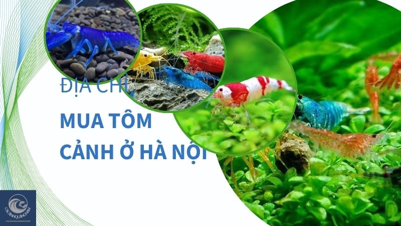 Địa Chỉ Mua Tôm Cảnh Ở Hà Nội Uy Tín