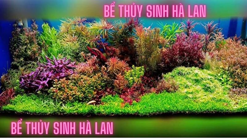 bể thủy sinh hà lan