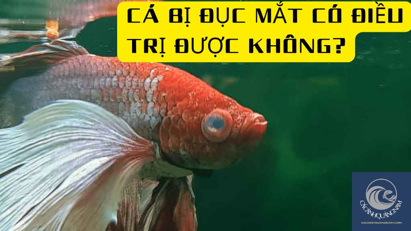 Cá Bị Đục Mắt Có Điều Trị Được Không?