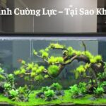 bể cá kính cường lực