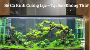 Bể Cá Kính Cường Lực – Tại Sao Không Thử?