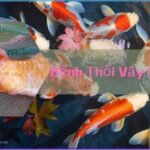 bệnh thối vây ở cá koi