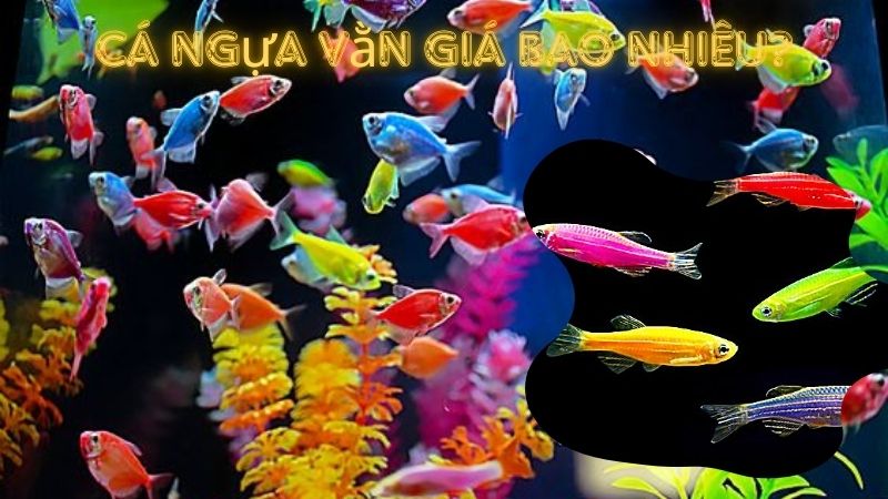 Cá Ngựa Vằn Giá Bao Nhiêu? Yếu Tố Ảnh Hưởng Đến Giá